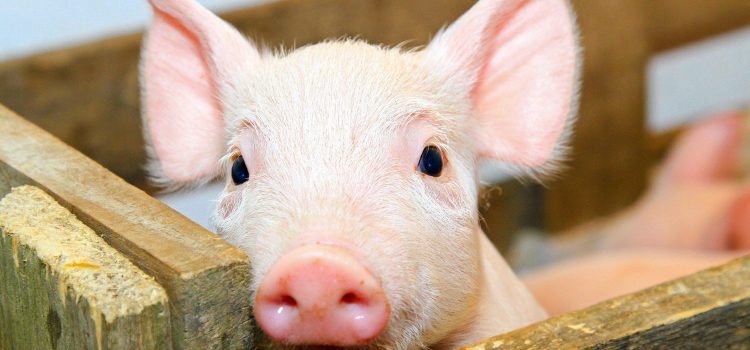 提高种公猪精液品质的营养与饲养技术