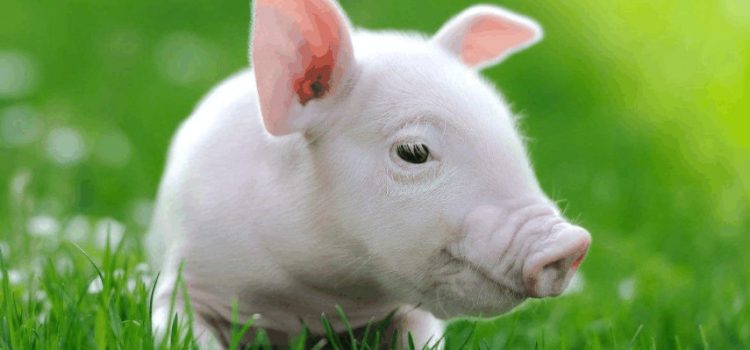 保育猪的饲养管理