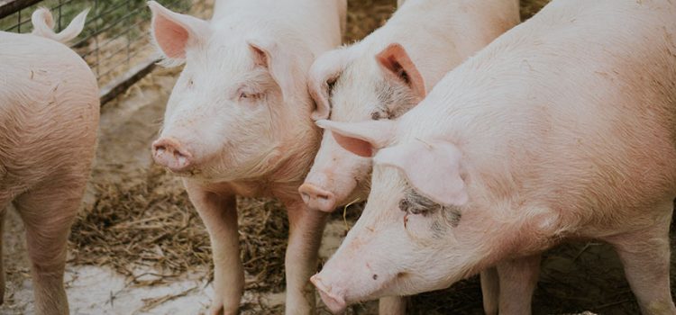 【生产管理】规模猪场生产管理不可忽视的重要工作