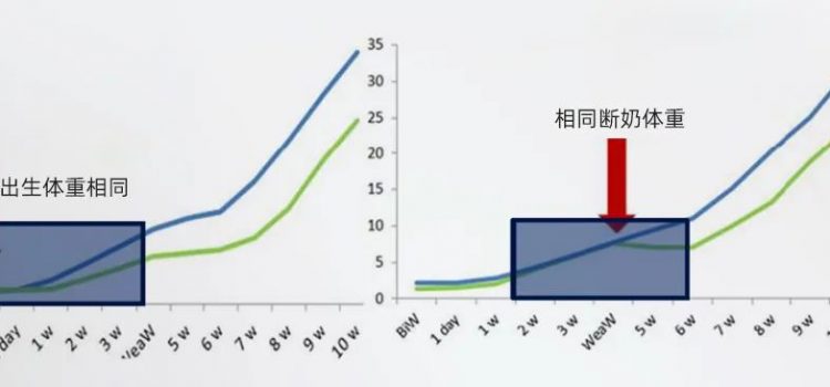 荷兰三阶段仔猪营养饲喂方案